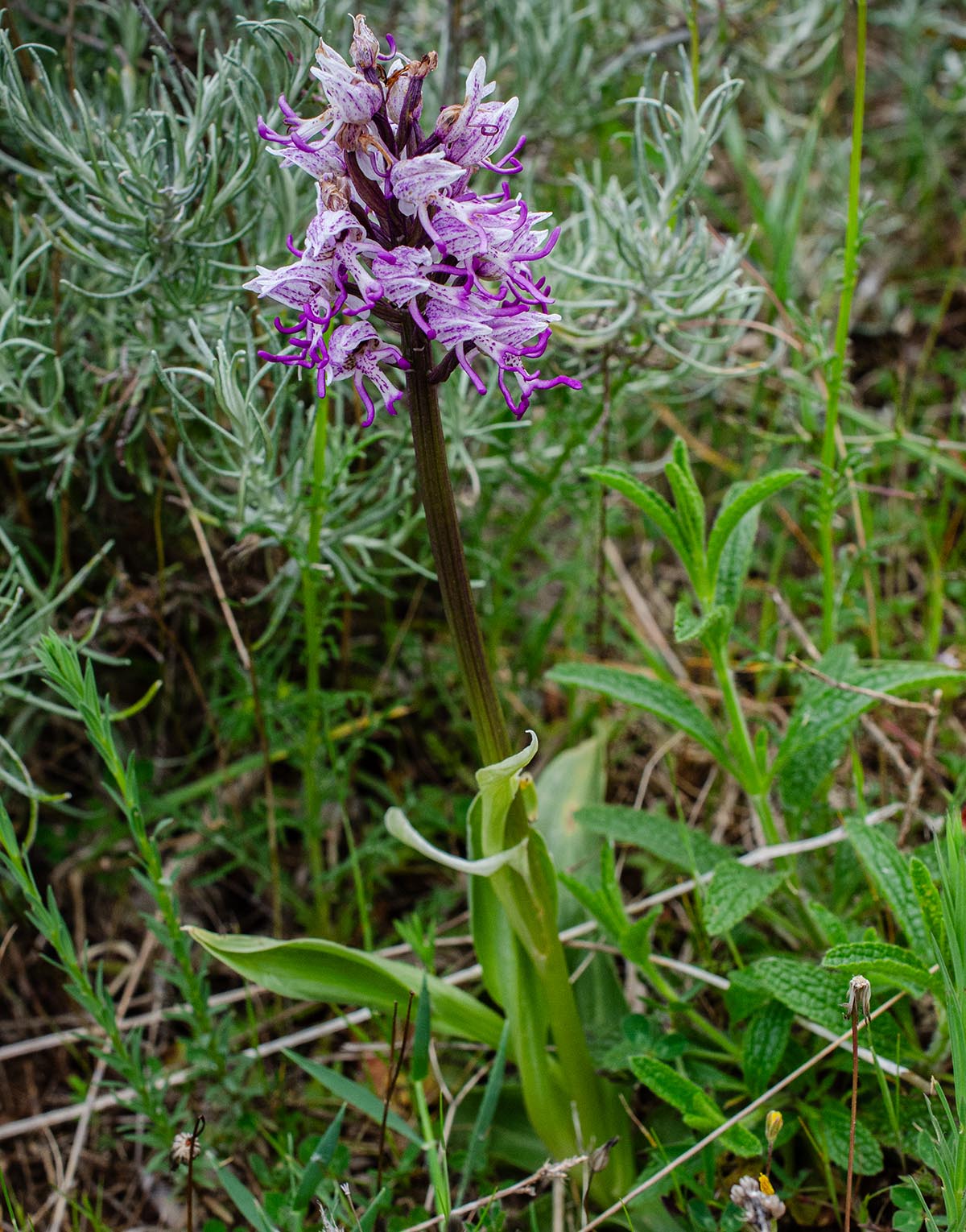 Habitus